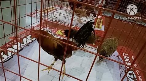 dicky lim gamefarm